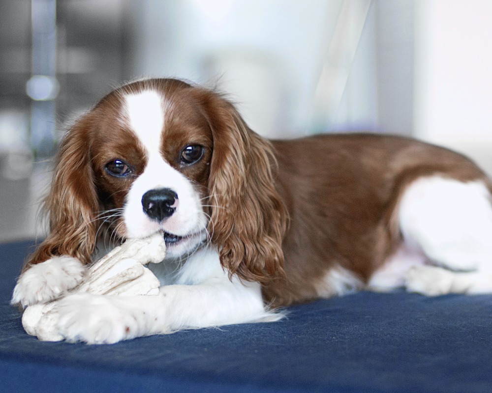Healthy Paws Veterinary Center | Little Elm Vet