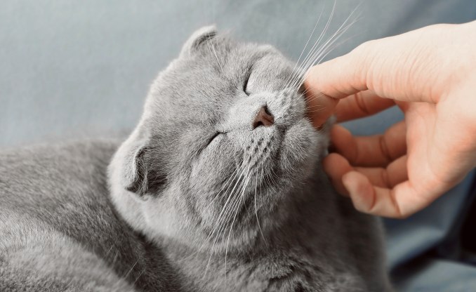 Cat vet testimonials image