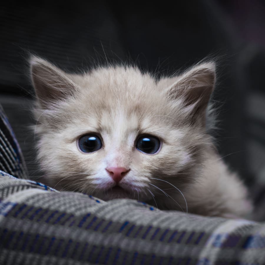 Puppies & Kittens, Little Elm Veterinarians